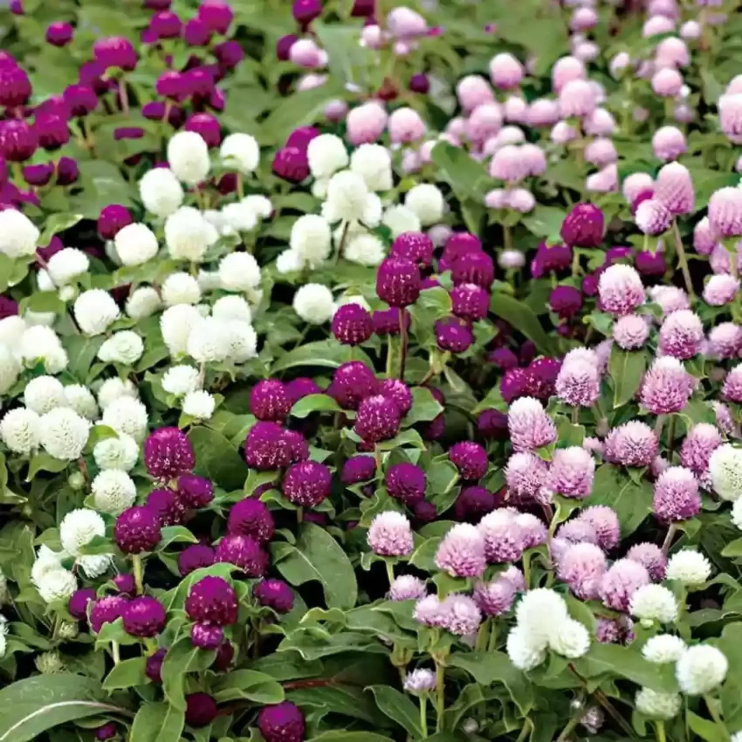 Globe Amaranth Seeds for Planting - 1000+ Globe Amaranth Gomfrena Pompom Flower Annual Outdoor Beautiful Garden