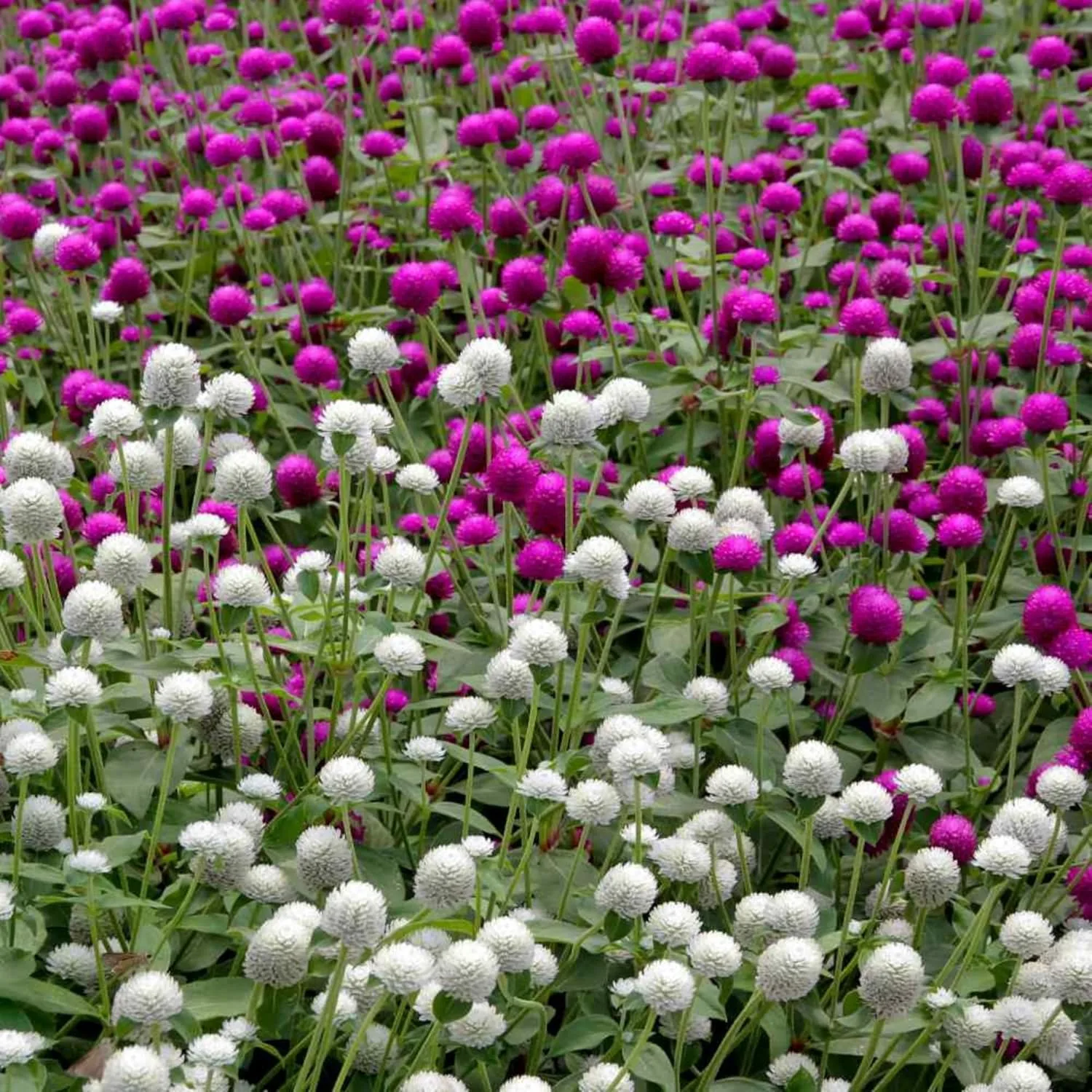Globe Amaranth Seeds for Planting - 1000+ Globe Amaranth Gomfrena Pompom Flower Annual Outdoor Beautiful Garden