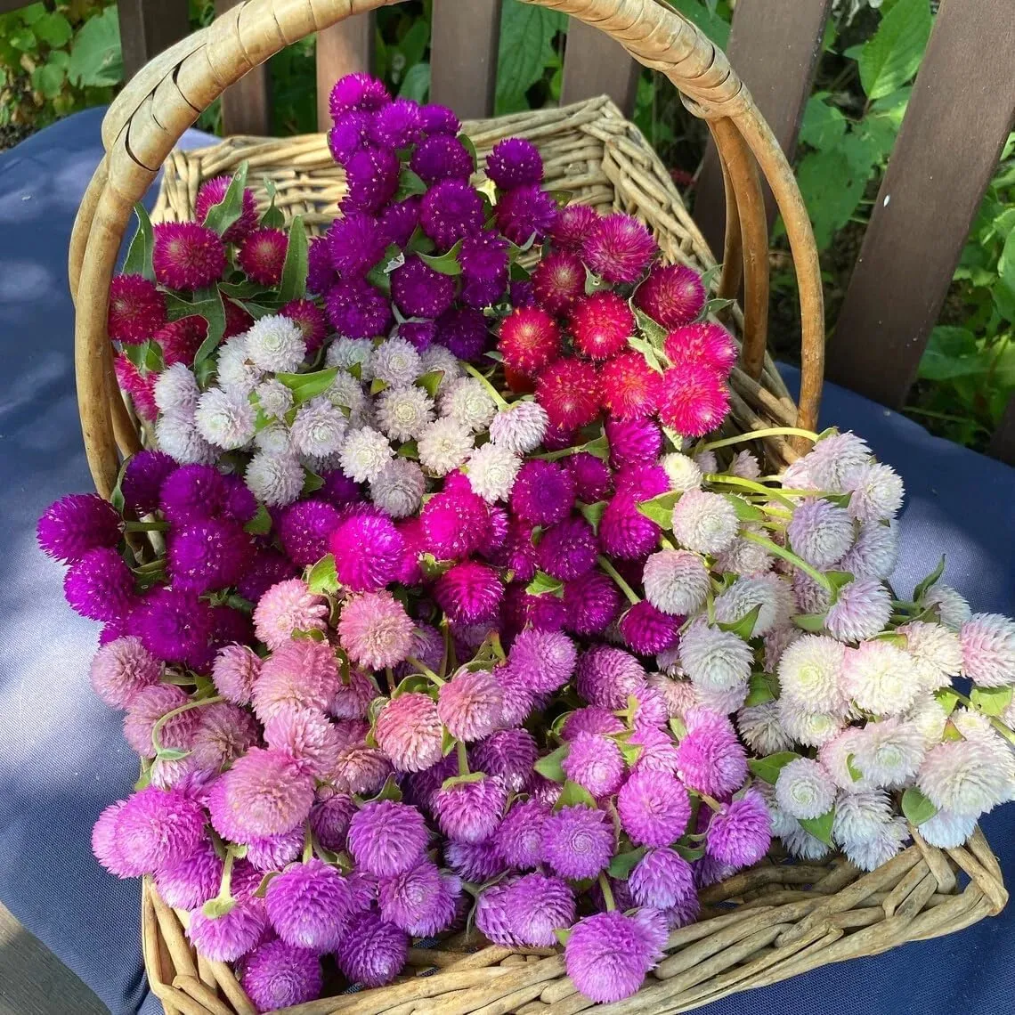 Globe Amaranth Seeds for Planting - 1000+ Globe Amaranth Gomfrena Pompom Flower Annual Outdoor Beautiful Garden