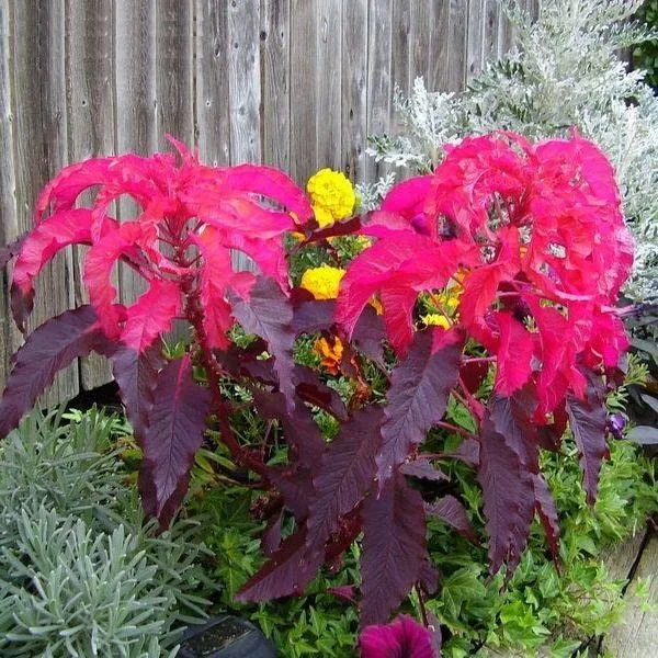Seeds Early Splendor Amaranth Amaranthus Tricolor Annual Flowers for Planting