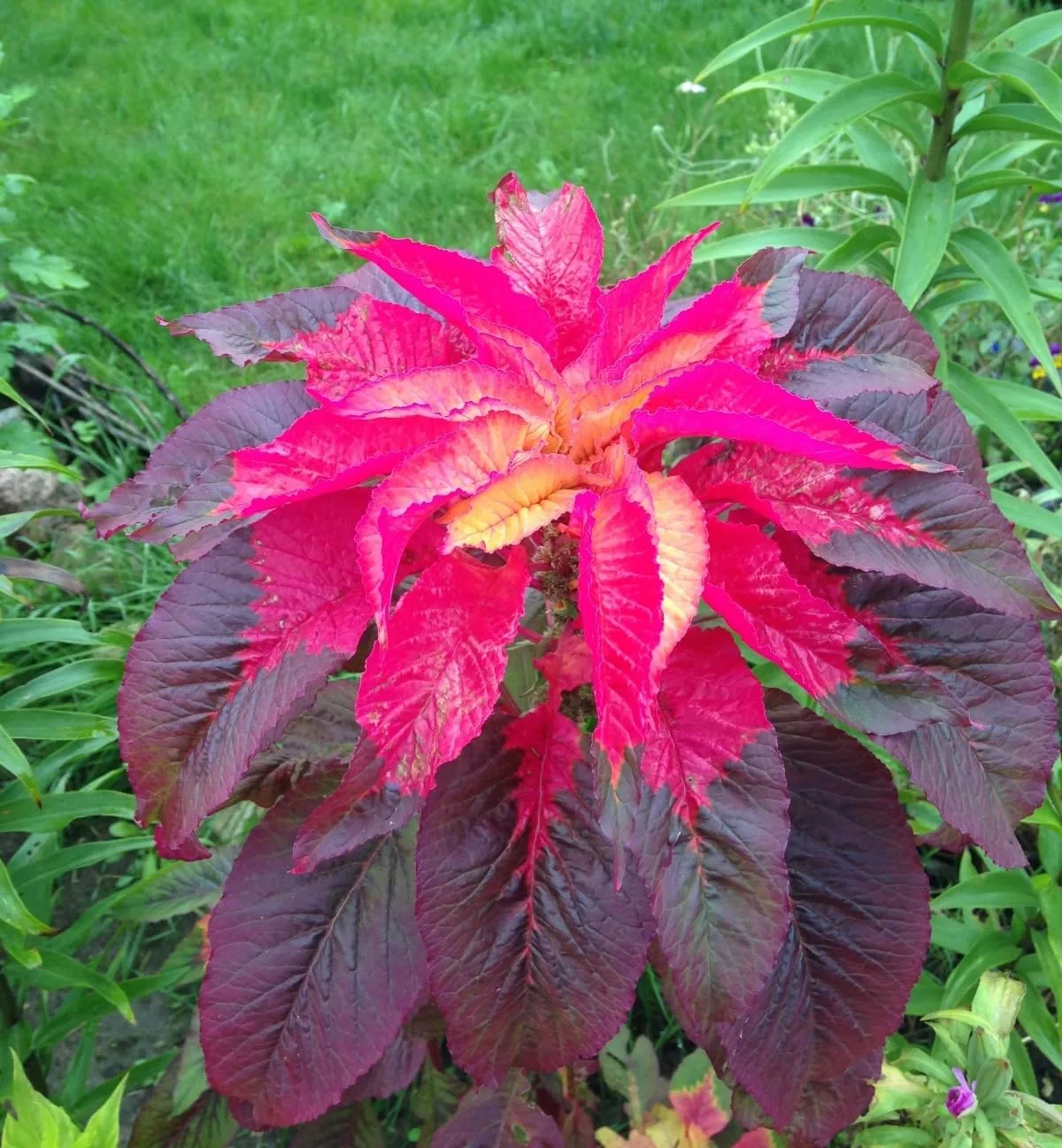 Seeds Early Splendor Amaranth Amaranthus Tricolor Annual Flowers for Planting