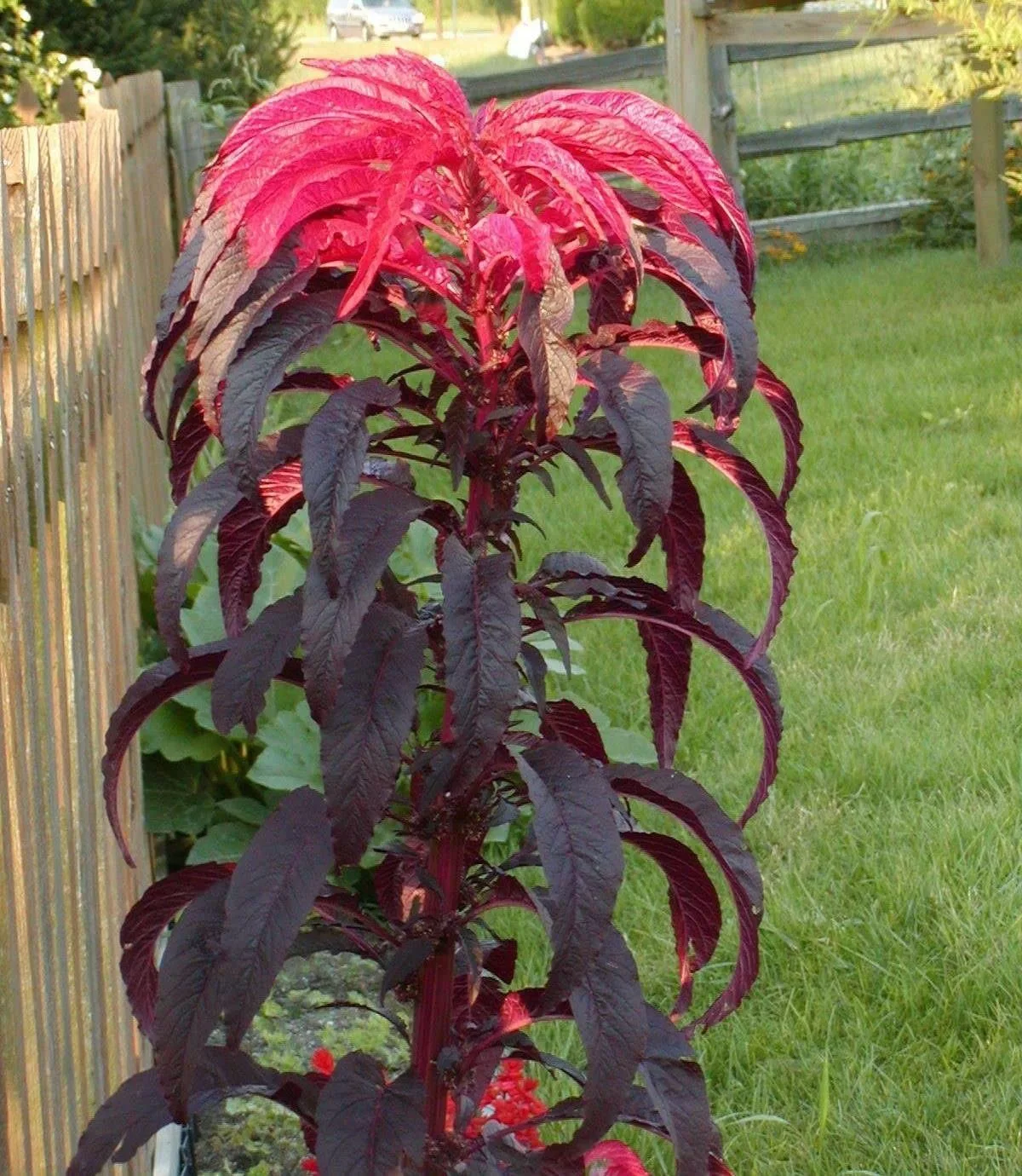 Seeds Early Splendor Amaranth Amaranthus Tricolor Annual Flowers for Planting