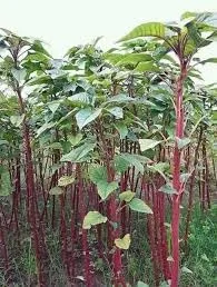1349- Giant Amaranth Mexico ''Opopeo'' ..25 Seeds..Rare..UPC0764425790310 ROBSRAREANDGIANTSEEDS