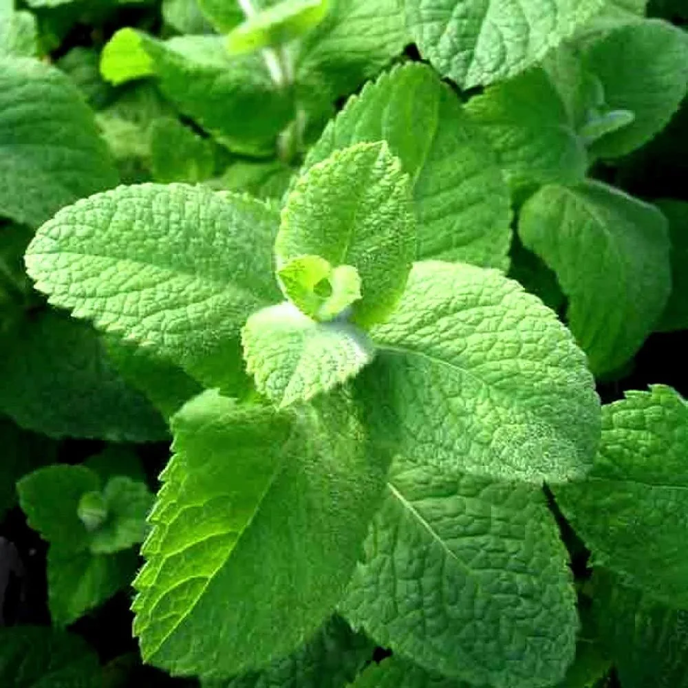 Seeds Apple Mint 1000+ Seeds for Planting Unique Garden Herbs