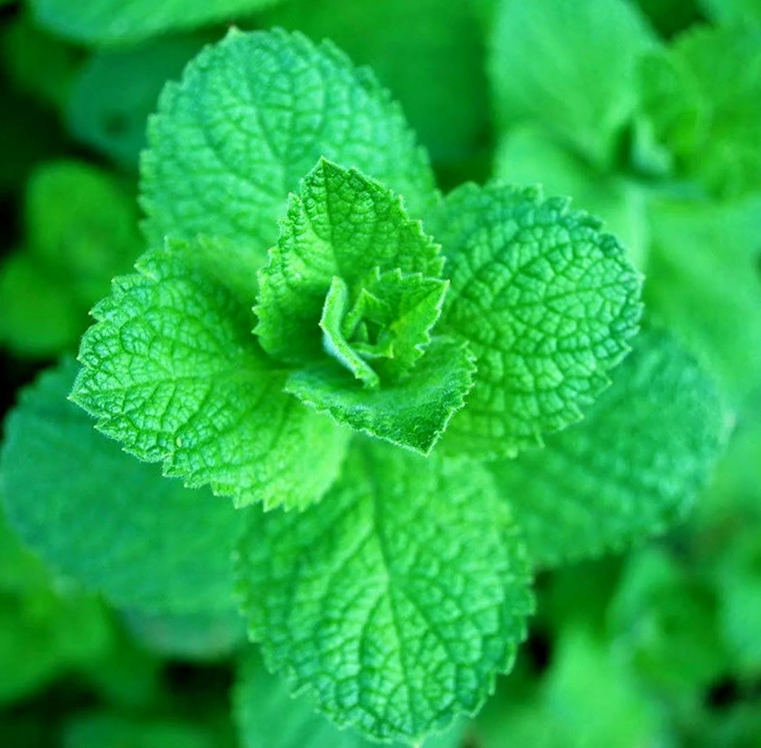 Seeds Apple Mint 1000+ Seeds for Planting Unique Garden Herbs