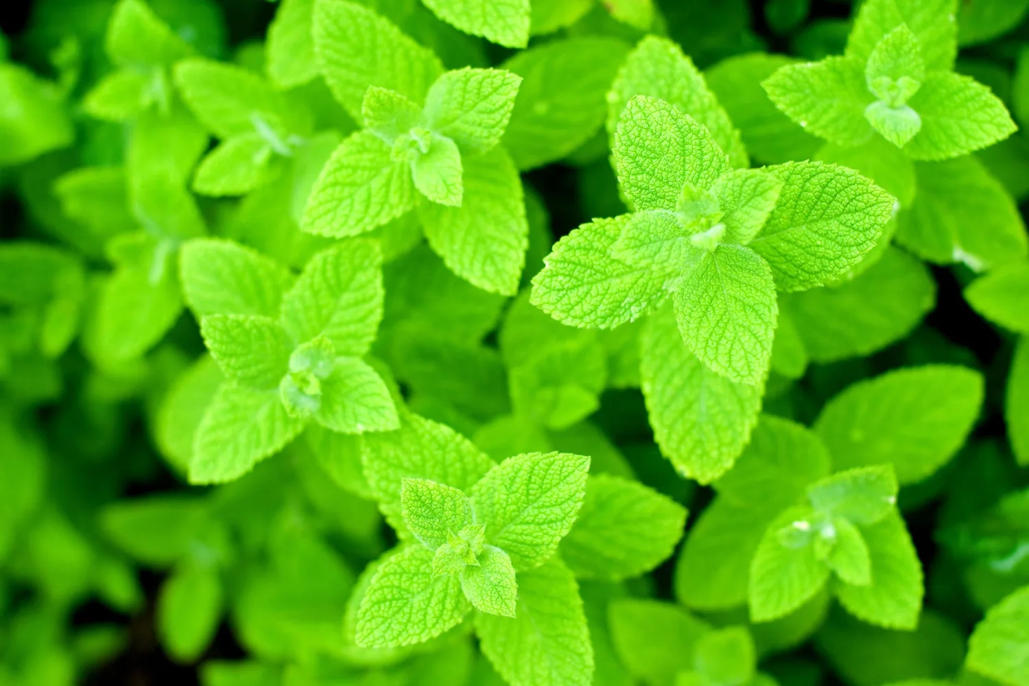 Seeds Apple Mint 1000+ Seeds for Planting Unique Garden Herbs