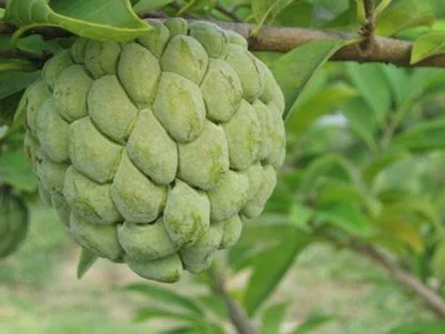 Sugar Apple 10 Seeds, Custard Apple, Annona squamosa, Delicious Sweet Fruits