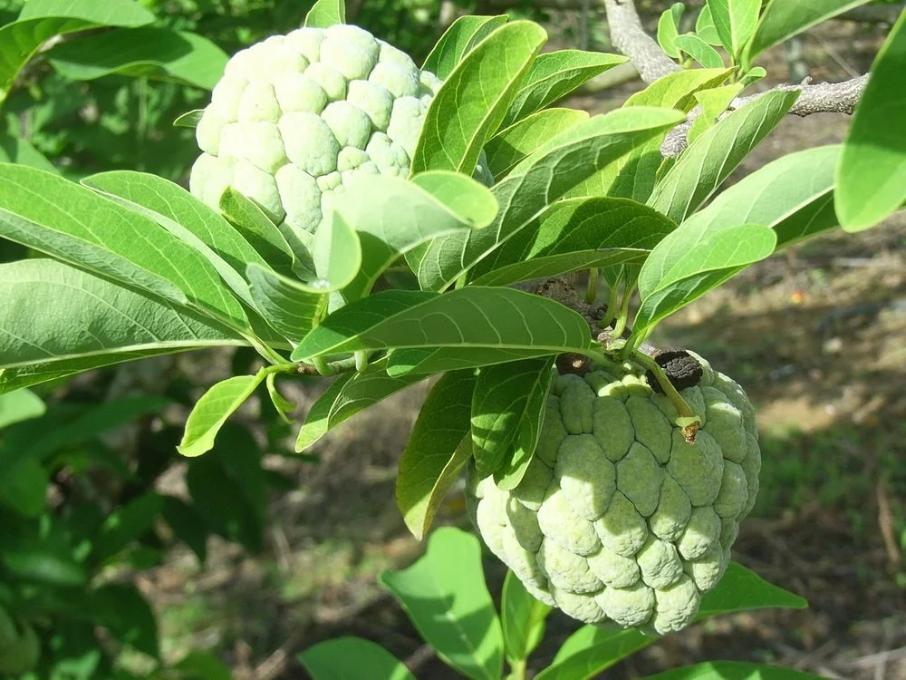 Sugar Apple 10 Seeds, Custard Apple, Annona squamosa, Delicious Sweet Fruits