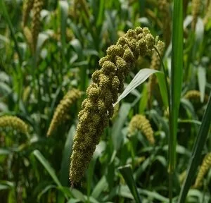 400 Heirloom Japanese Millet Seeds