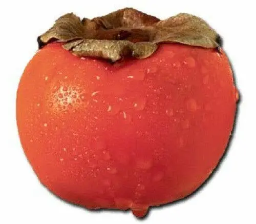 5 Seeds Persimmon Diospyros Fruit #LKY