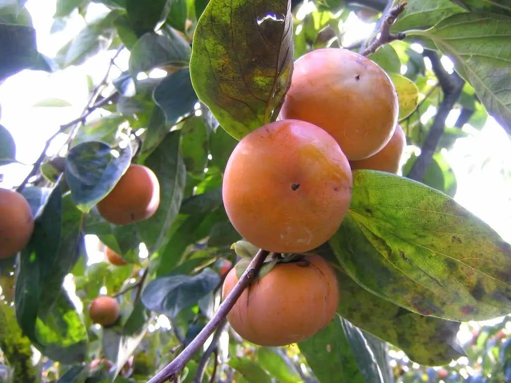 5 Seeds Persimmon Diospyros Fruit #LKY