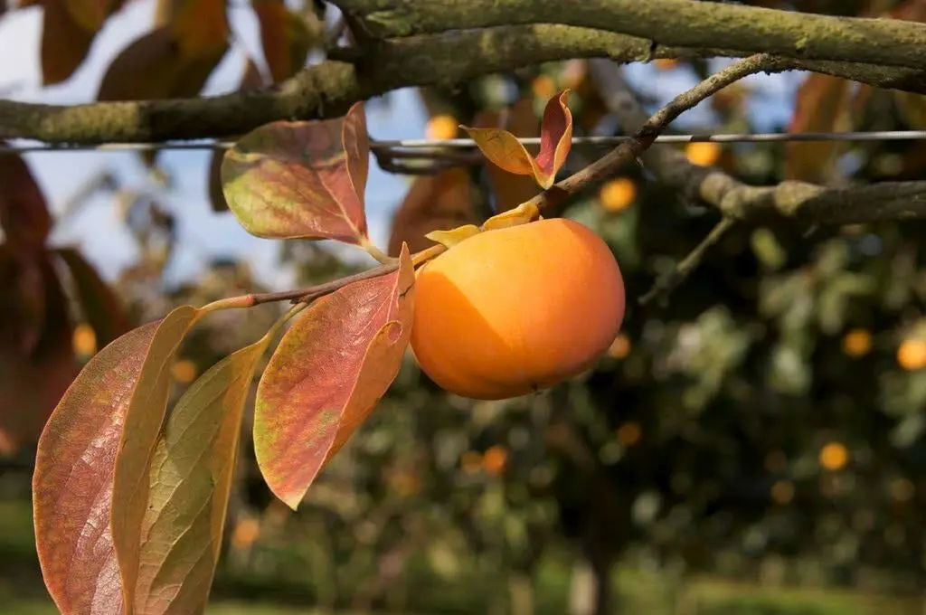 5 Seeds Persimmon Diospyros Fruit #LKY