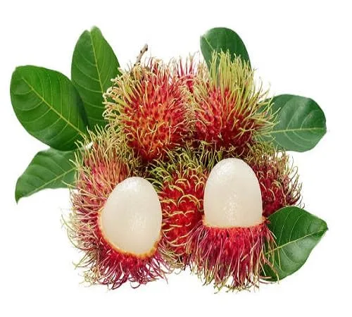 New 20pcs red Rambutan Fruit Seeds.