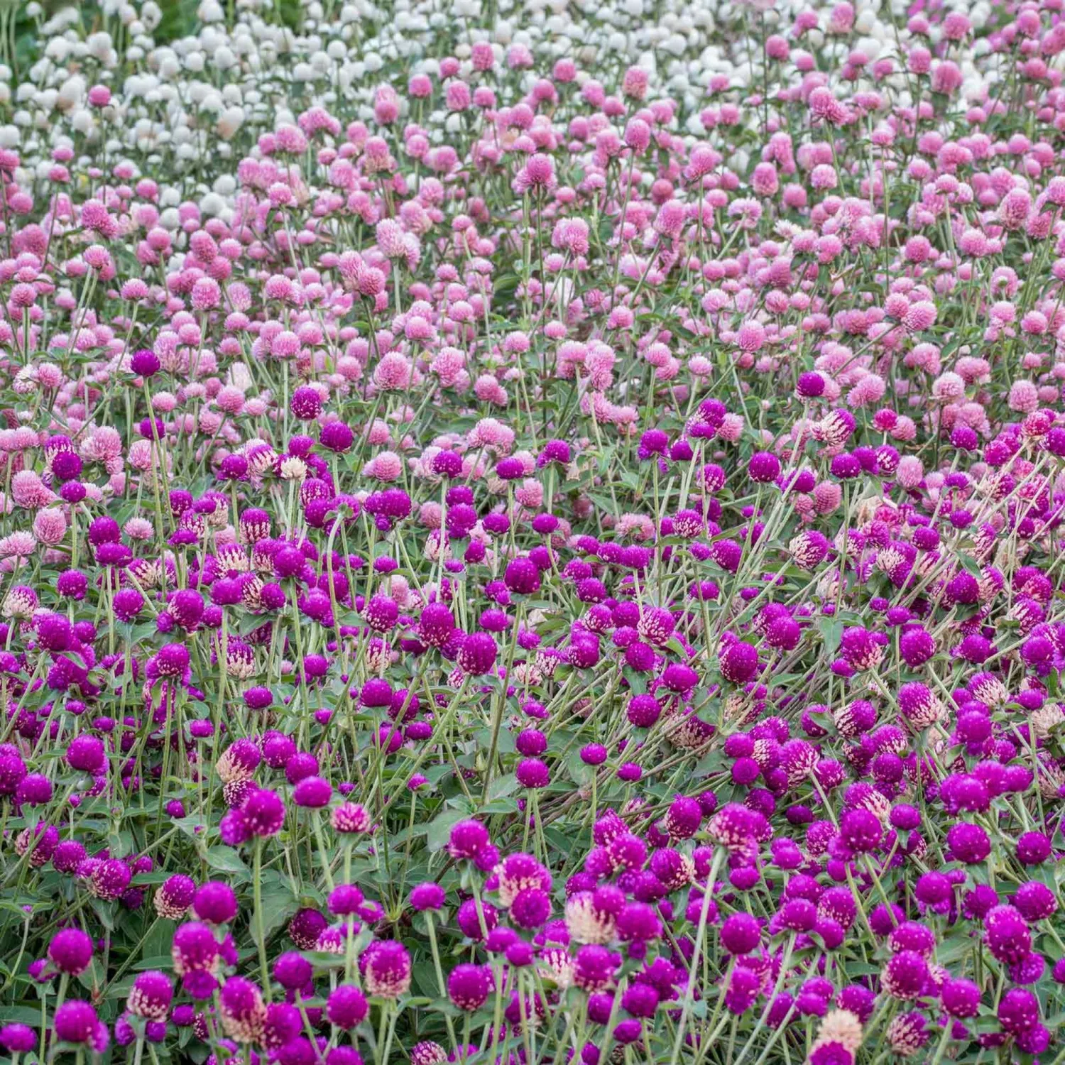 Gnome Series Gomphrena Mix Flower ~500 Seeds – Globe Amaranth | Dwarf Variety Heat & Drought Tolerant | Perennial | 2nd Year Bloom | Gomphrena globosa | 6" Tall | Non-GMO