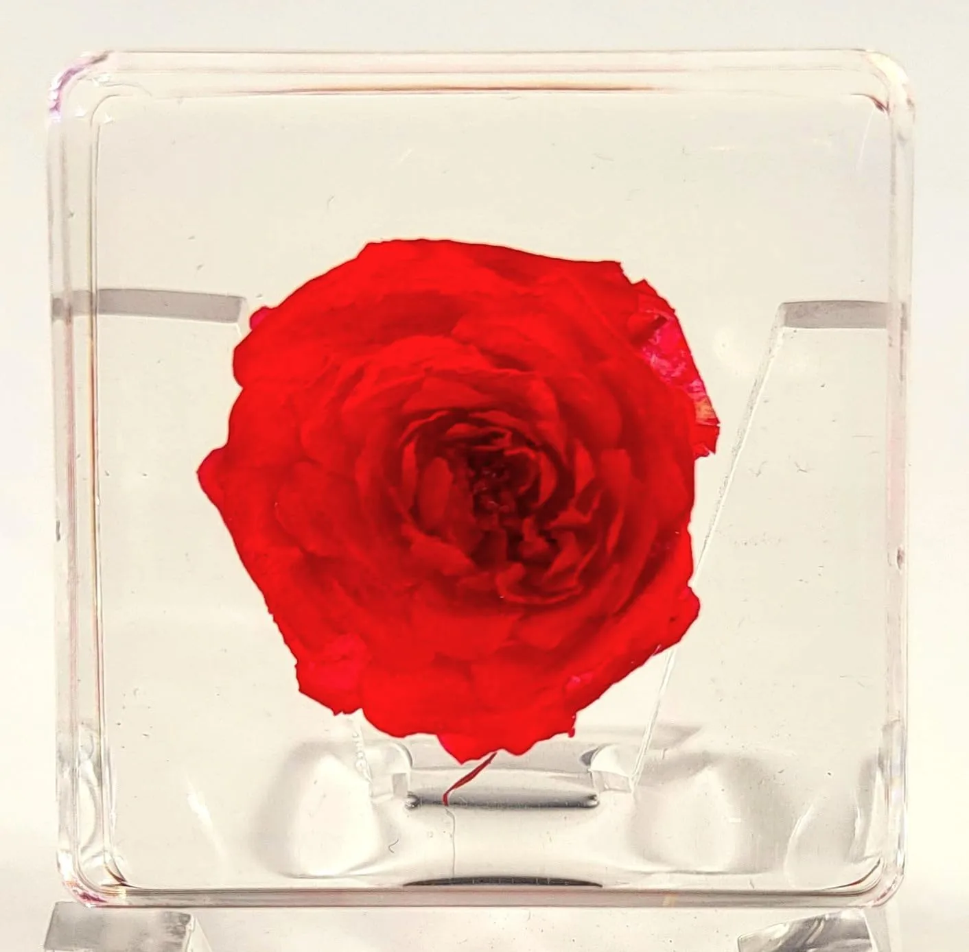 38mm Small Red Rose Flower in Crystal Clear Lucite Resin Specimen Botanist Herb Herbarium Crafts Collection for Botany Science Education & Desk Ornament Display Small Paperweight