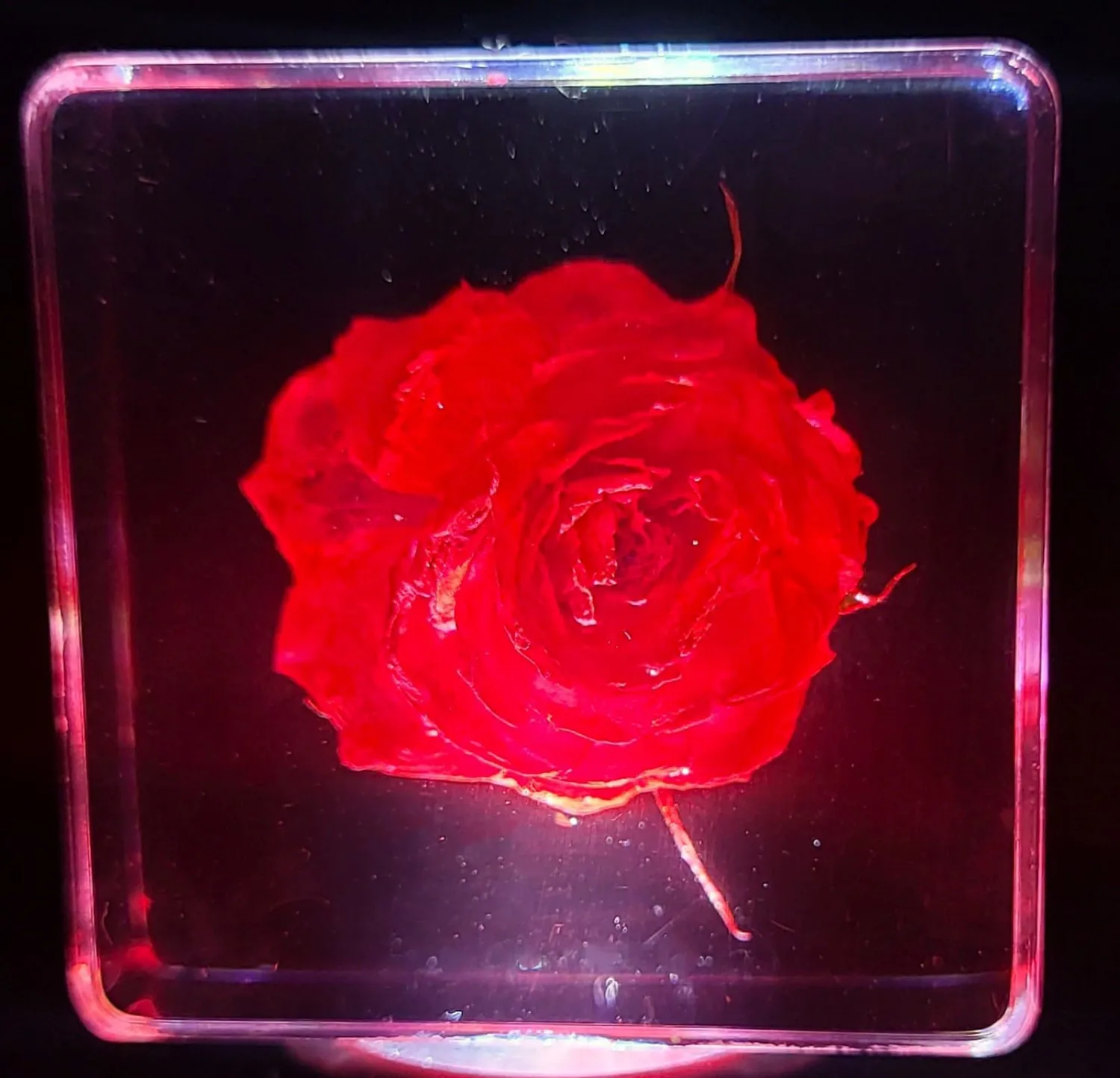 38mm Small Red Rose Flower in Crystal Clear Lucite Resin Specimen Botanist Herb Herbarium Crafts Collection for Botany Science Education & Desk Ornament Display Small Paperweight