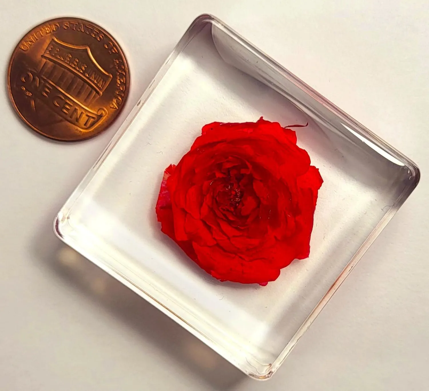 38mm Small Red Rose Flower in Crystal Clear Lucite Resin Specimen Botanist Herb Herbarium Crafts Collection for Botany Science Education & Desk Ornament Display Small Paperweight