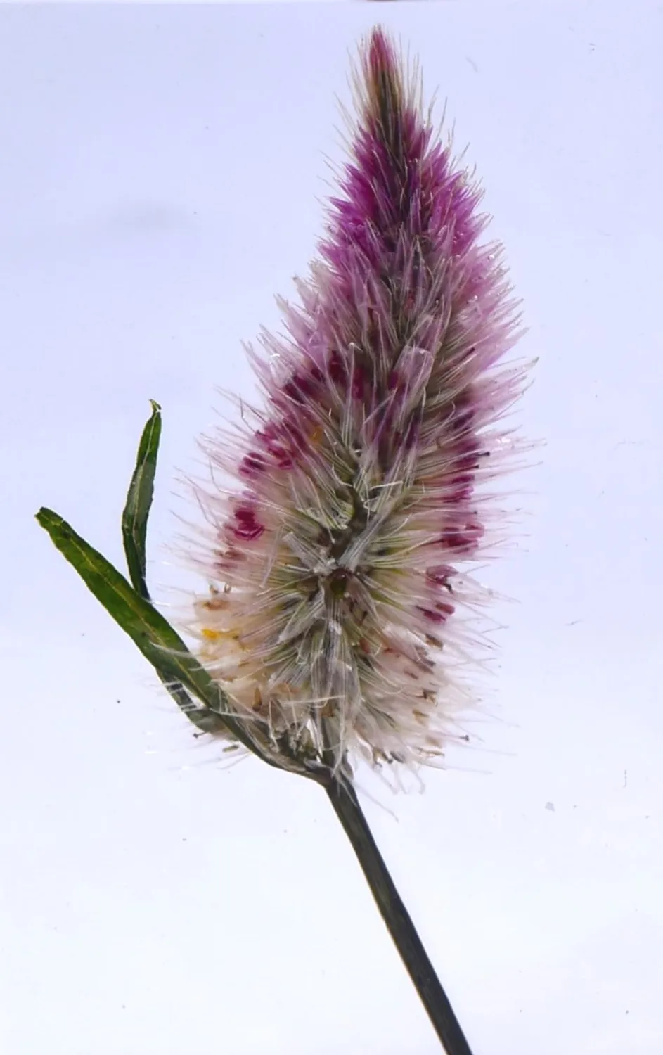 2.8" Real Flamingo Feather Wheat Celosia in Crystal Clear Lucite Resin Paperweight Botanist Herb Herbarium Collection Mother's Day, Anniversary, Wedding Gift Botany Ornament Display Paperweight