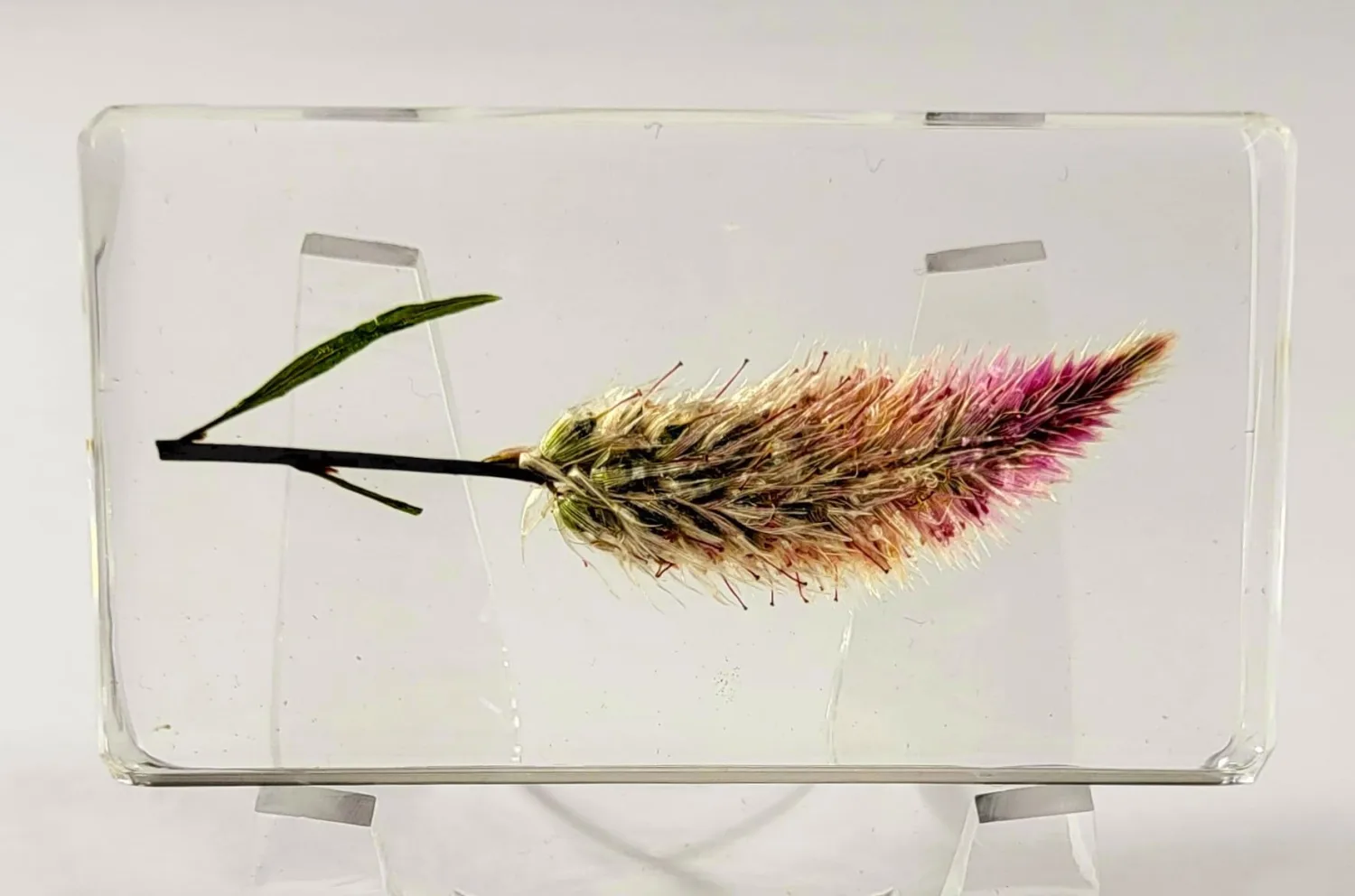2.8" Real Flamingo Feather Wheat Celosia in Crystal Clear Lucite Resin Paperweight Botanist Herb Herbarium Collection Mother's Day, Anniversary, Wedding Gift Botany Ornament Display Paperweight