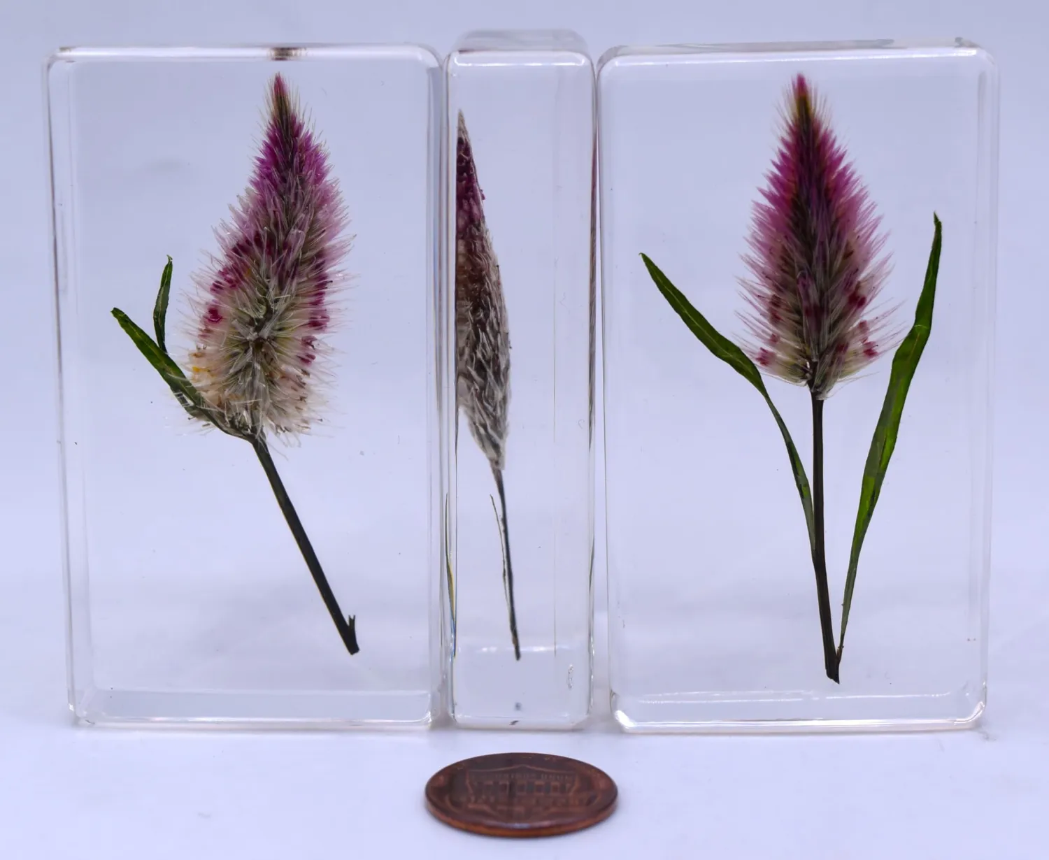 2.8" Real Flamingo Feather Wheat Celosia in Crystal Clear Lucite Resin Paperweight Botanist Herb Herbarium Collection Mother's Day, Anniversary, Wedding Gift Botany Ornament Display Paperweight
