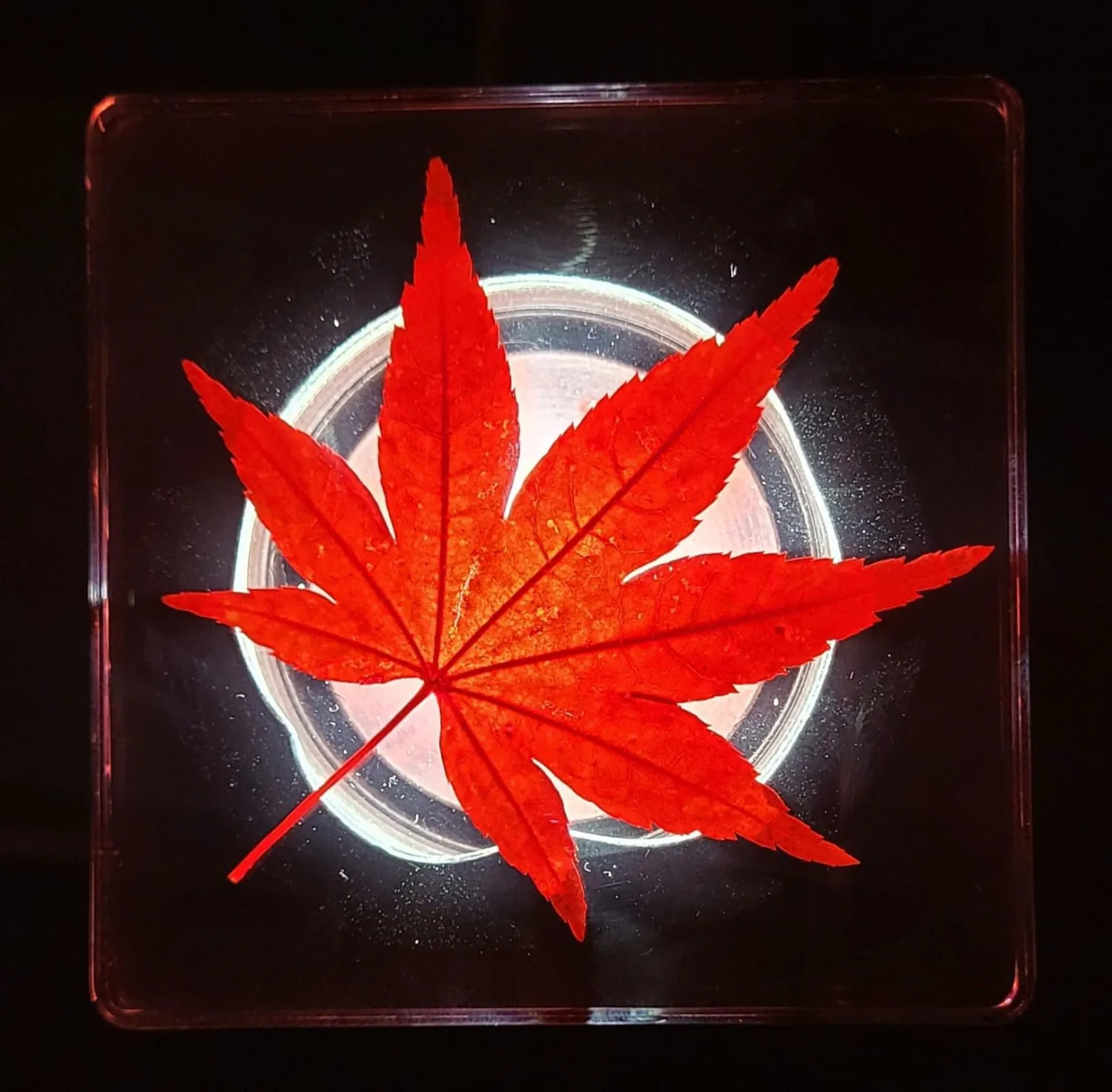 Large 2.9" Real Red Japanese Maple Leaf in Crystal Clear Lucite Resin Paperweight Specimen Dried Pressed Botanist Herb Herbarium Crafts Collection for Botany Science Education & Desk Ornament Display