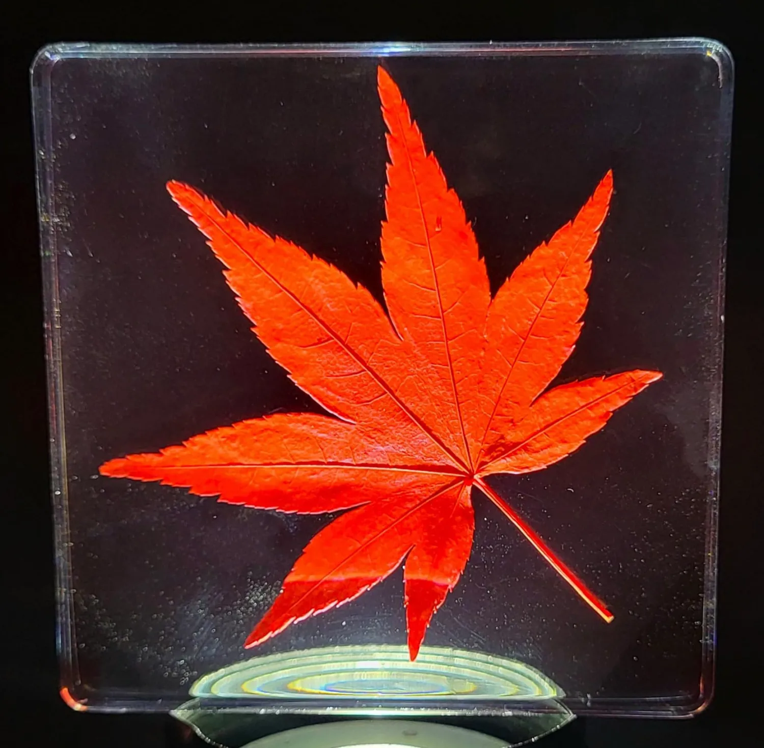 Large 2.9" Real Red Japanese Maple Leaf in Crystal Clear Lucite Resin Paperweight Specimen Dried Pressed Botanist Herb Herbarium Crafts Collection for Botany Science Education & Desk Ornament Display