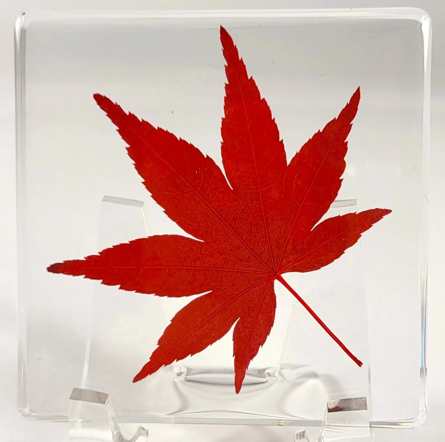 Large 2.9" Real Red Japanese Maple Leaf in Crystal Clear Lucite Resin Paperweight Specimen Dried Pressed Botanist Herb Herbarium Crafts Collection for Botany Science Education & Desk Ornament Display
