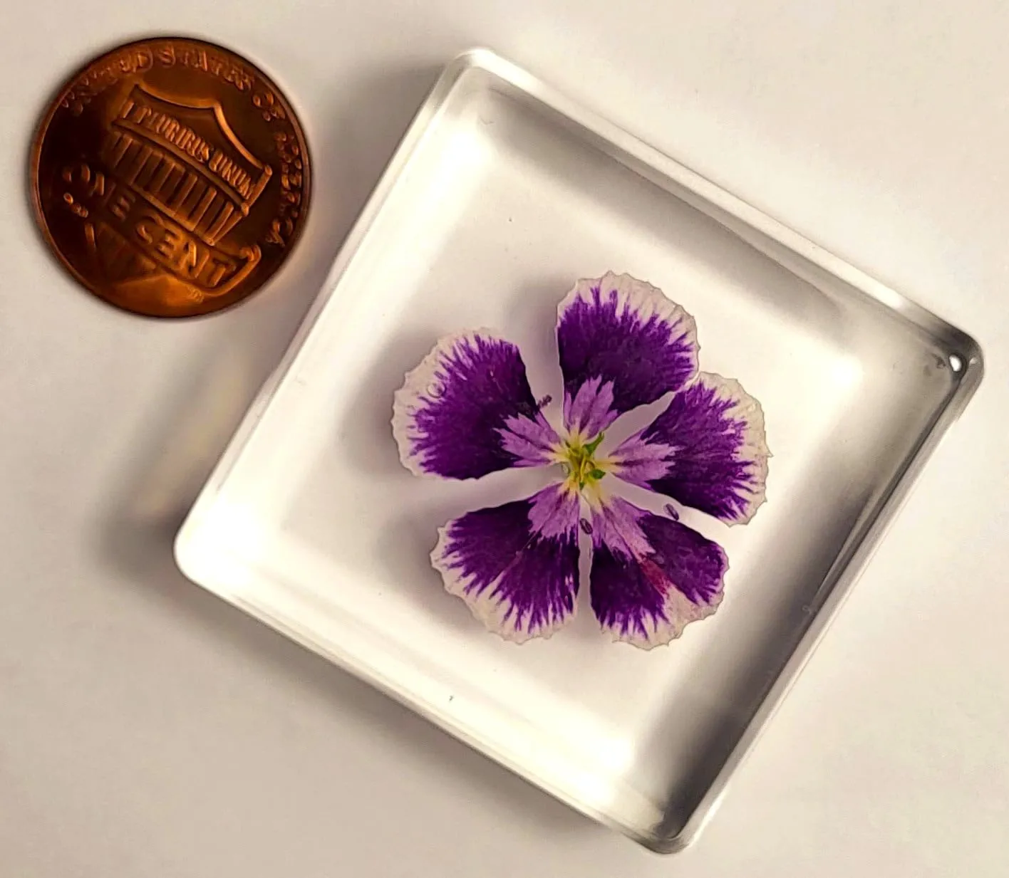 38mm Real Purple Geranium Flower in Crystal Clear Lucite Resin Specimen Botanist Herb Herbarium Crafts Collection for Botany Science Education & Desk Ornament Display Small Paperweight