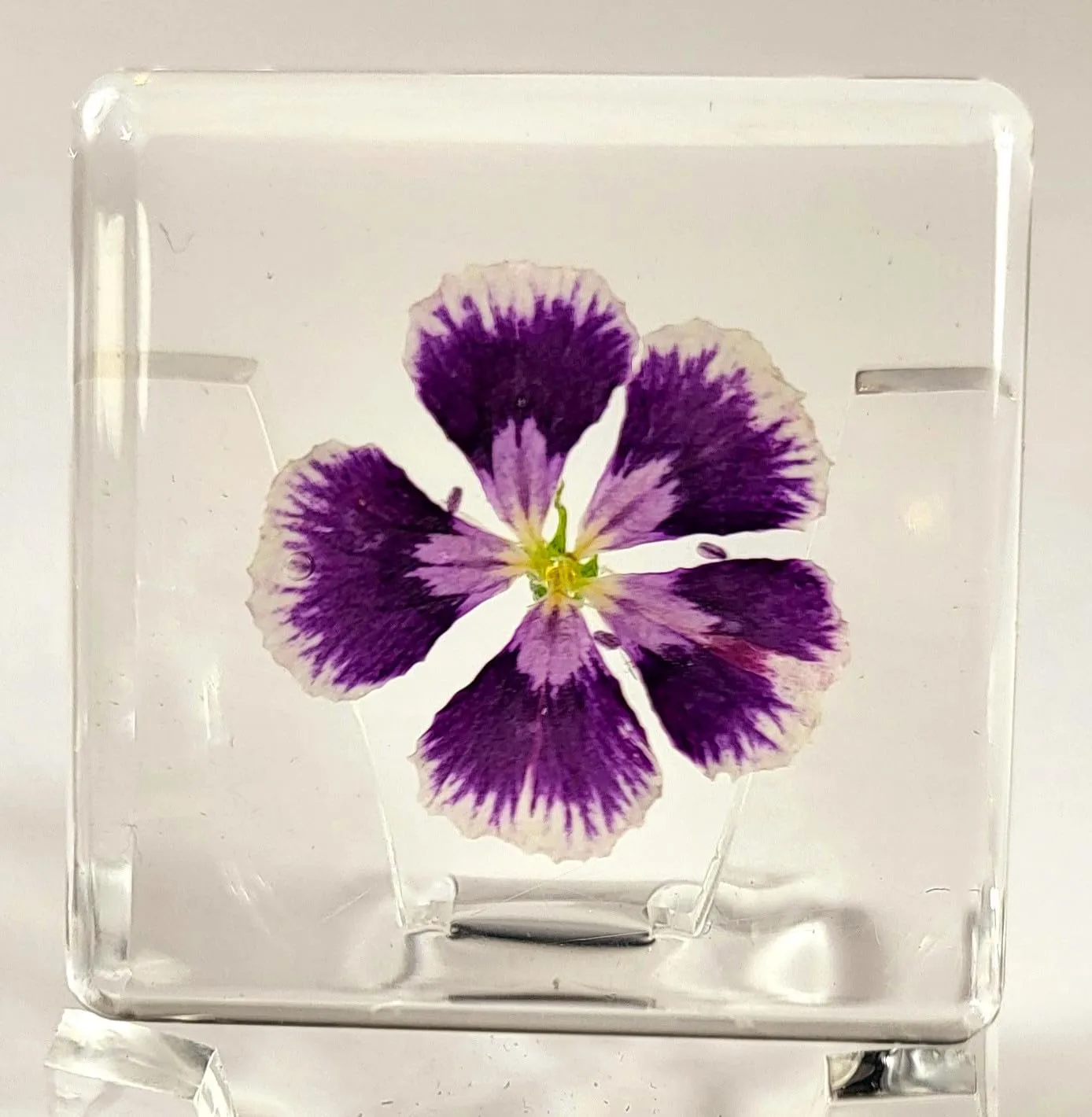 38mm Real Purple Geranium Flower in Crystal Clear Lucite Resin Specimen Botanist Herb Herbarium Crafts Collection for Botany Science Education & Desk Ornament Display Small Paperweight