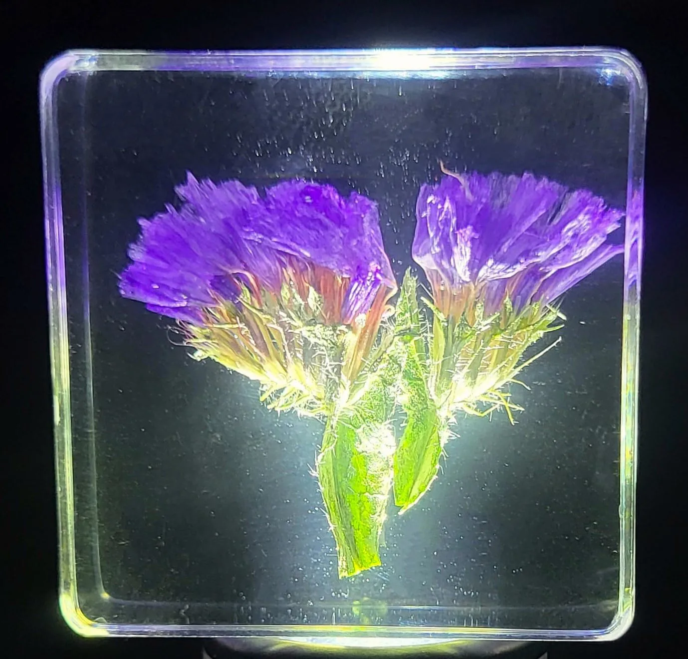 38mm Real Purple Lavender Flower in Crystal Clear Lucite Resin Specimen Botanist Herb Herbarium Lavandula Collection for Botany Science Education & Desk Ornament Display Small Paperweight