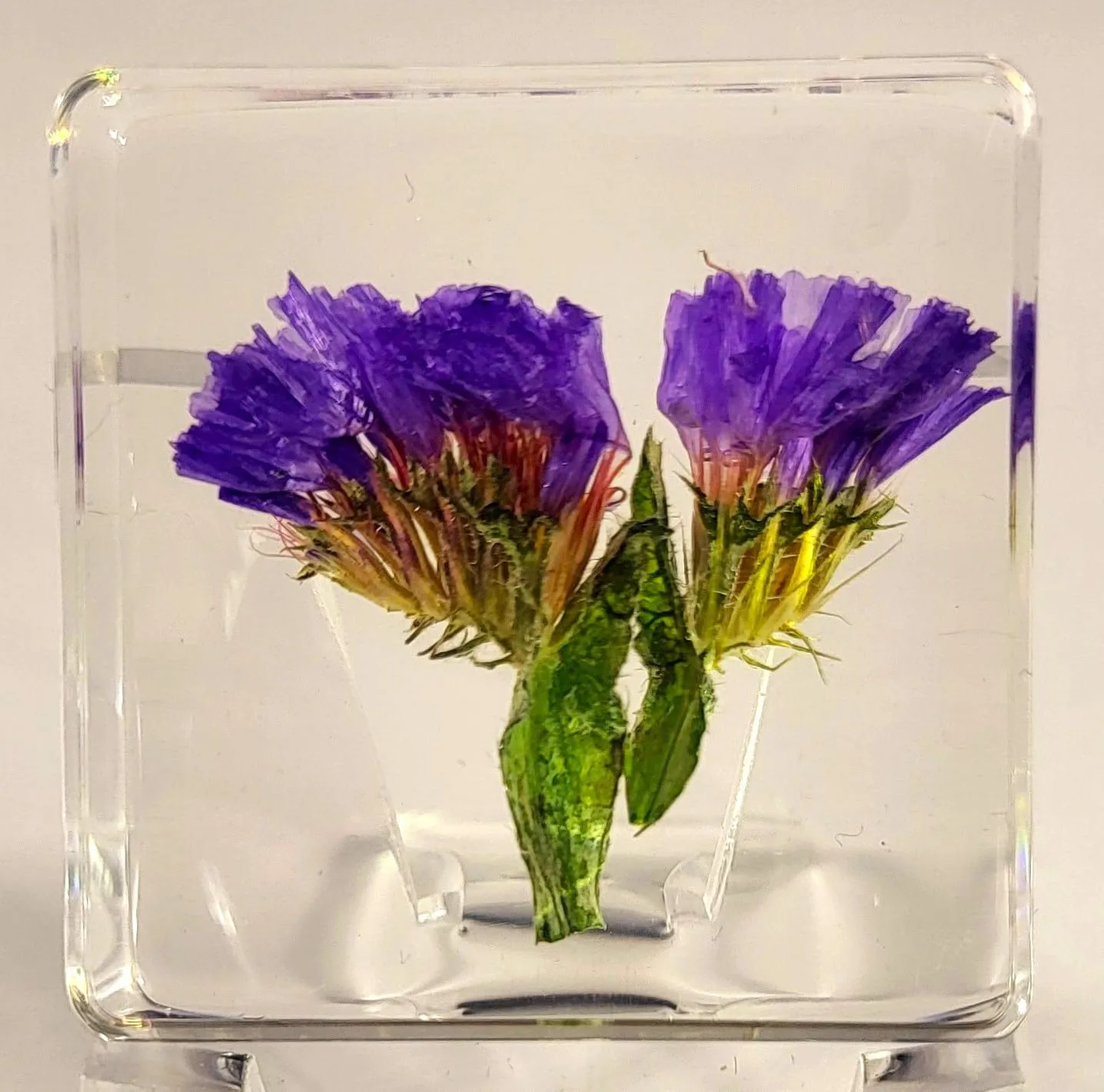 38mm Real Purple Lavender Flower in Crystal Clear Lucite Resin Specimen Botanist Herb Herbarium Lavandula Collection for Botany Science Education & Desk Ornament Display Small Paperweight