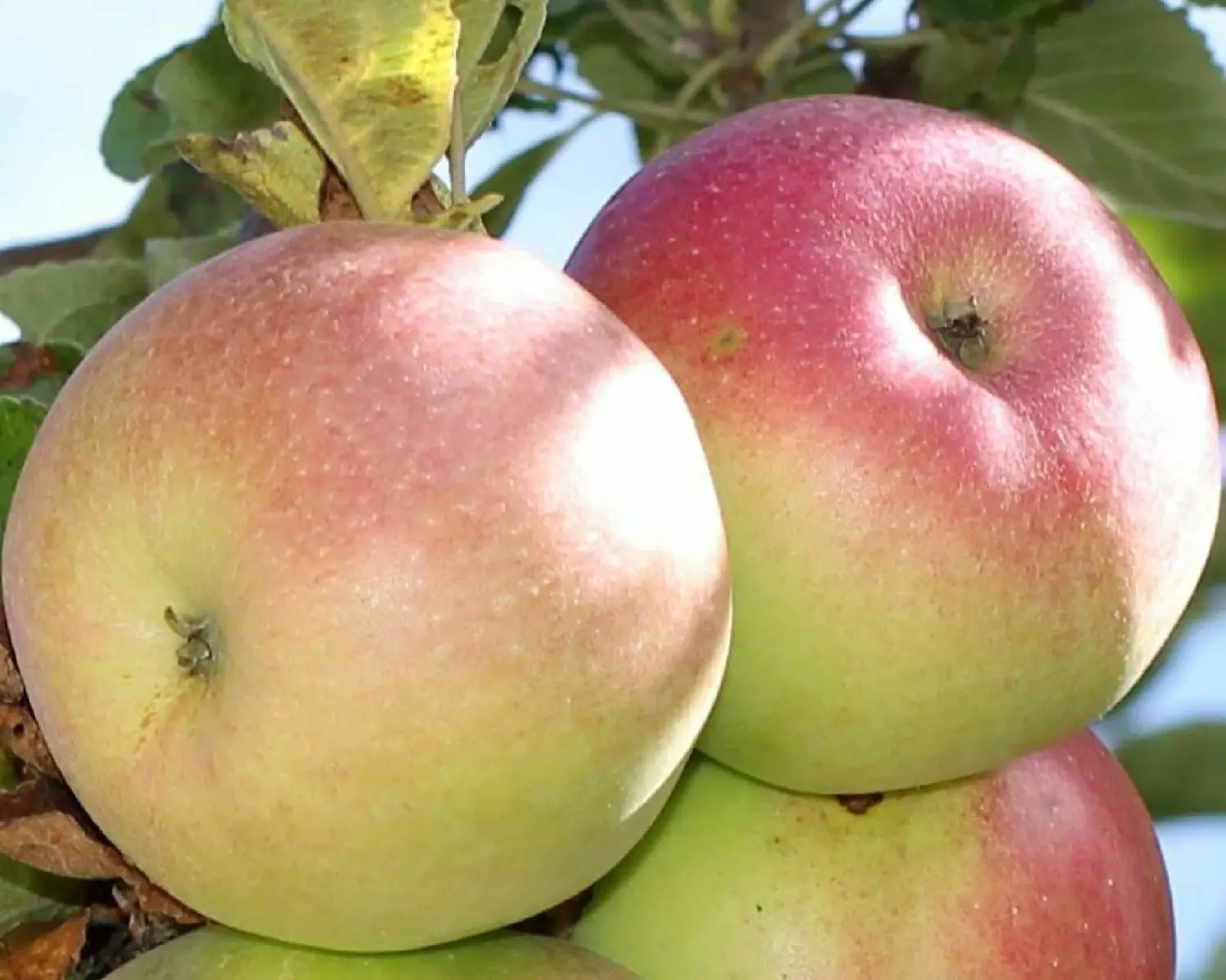30+ Seeds Apple Tree Seeds Mixed Varaieties,Fruit Sweet Delicious