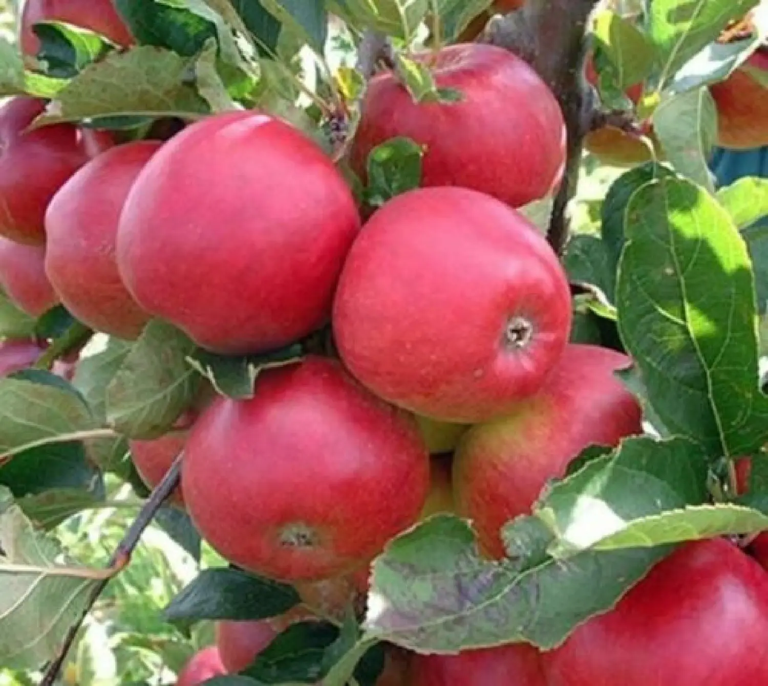 30+ Seeds Apple Tree Seeds Mixed Varaieties,Fruit Sweet Delicious