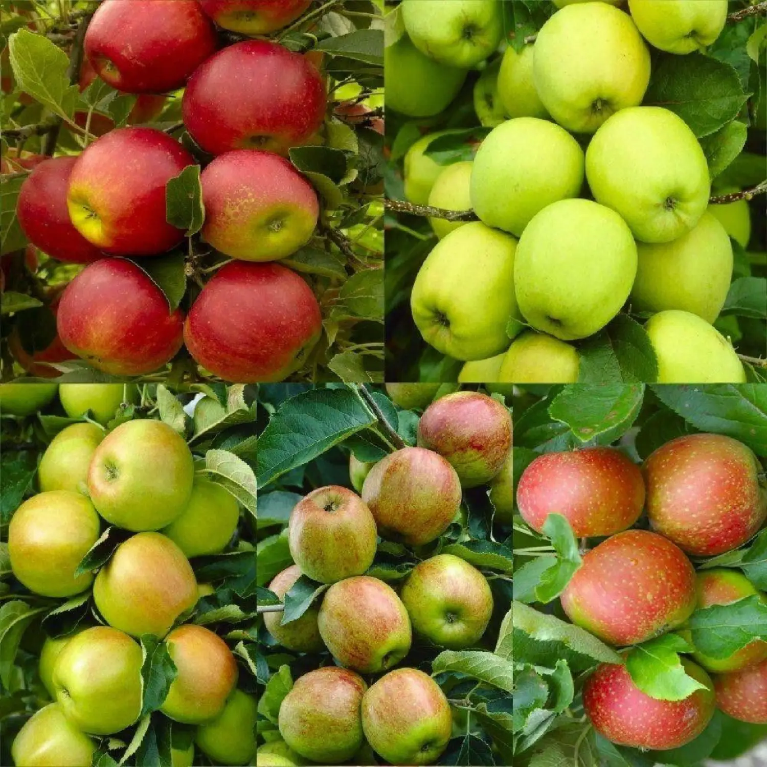 30+ Seeds Apple Tree Seeds Mixed Varaieties,Fruit Sweet Delicious