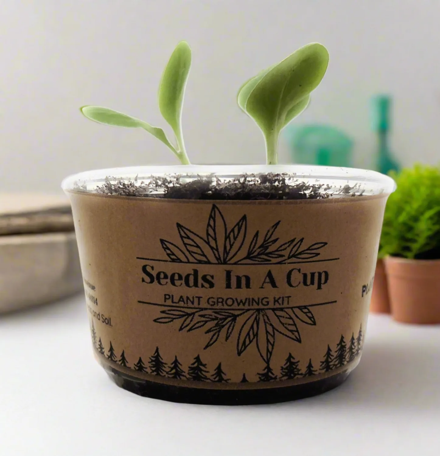 Plant Growing Kit-: Vegetable and Herb Growing Kit (Cilantro)