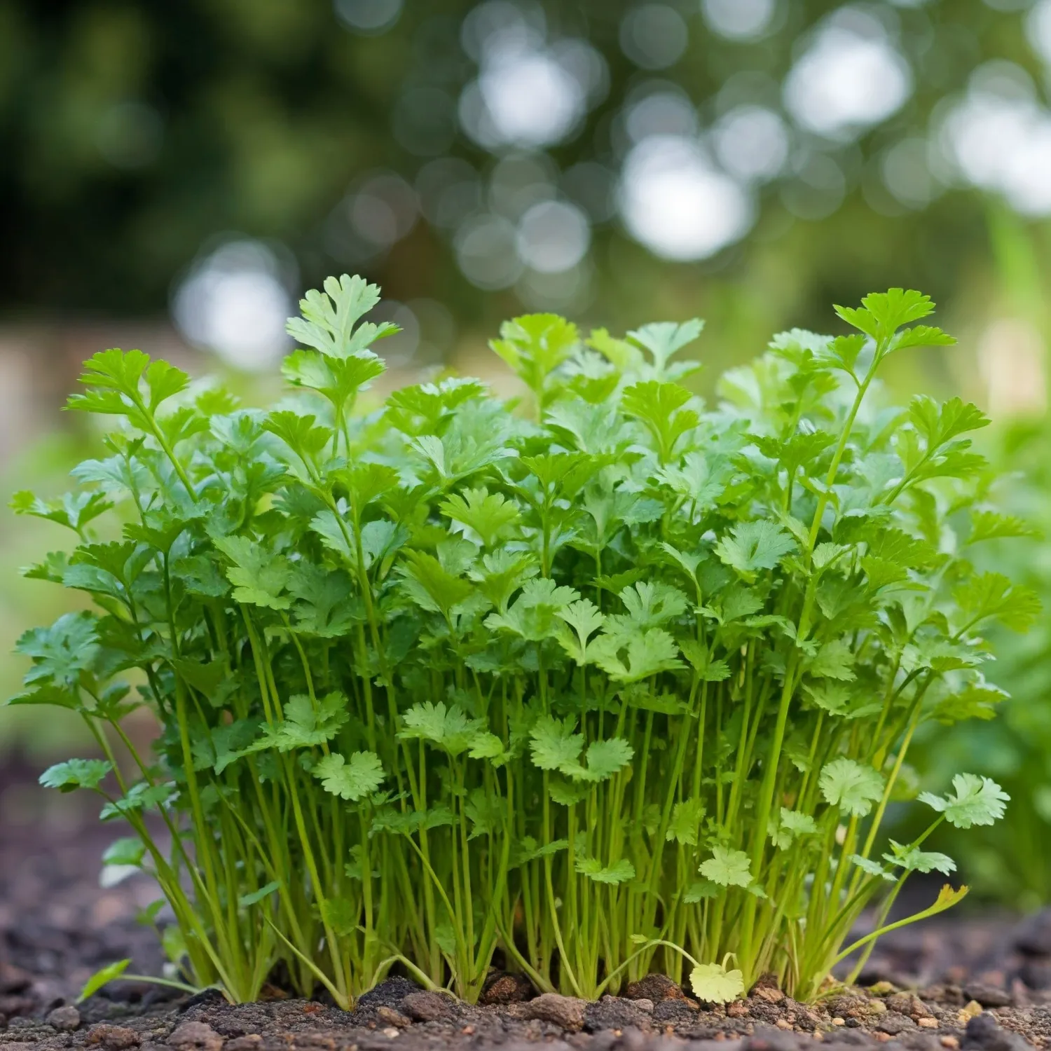 Plant Growing Kit-: Vegetable and Herb Growing Kit (Cilantro)