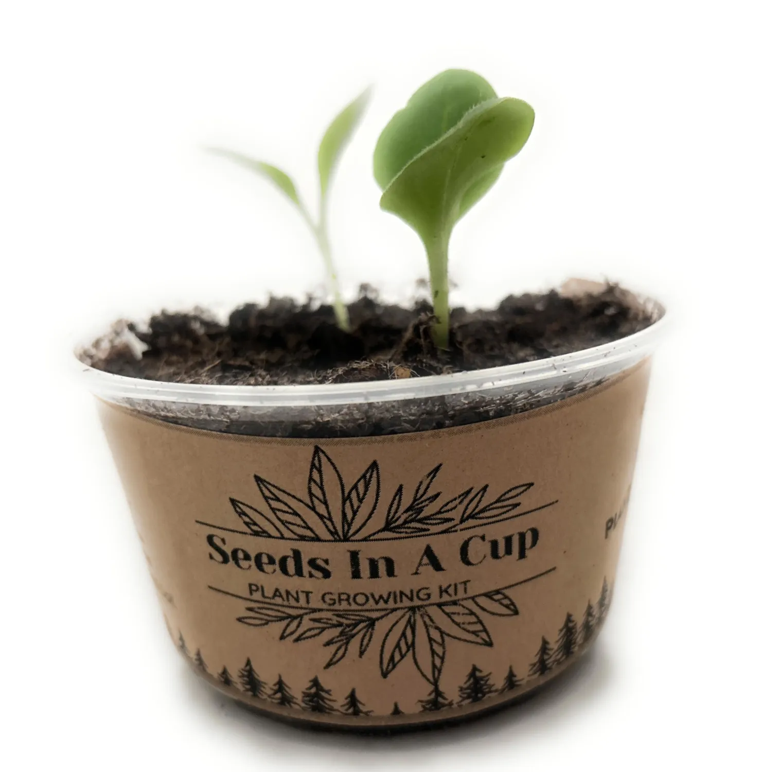Plant Growing Kit-: Vegetable and Herb Growing Kit (Onion)