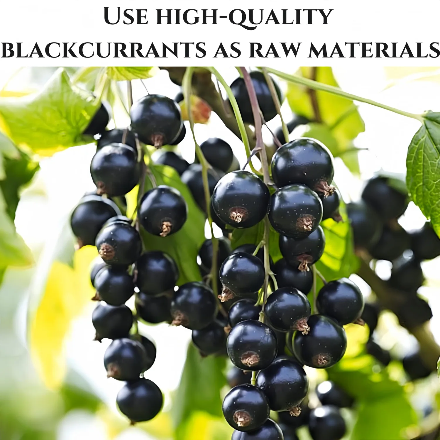 Dehydrated Dried Blackcurrants - No Added Sweeteners | Resealable Packaging for Snacks & Recipes | Ideal for Outdoor Activities, Baking & Lunches | Dried Fruit (200 g)