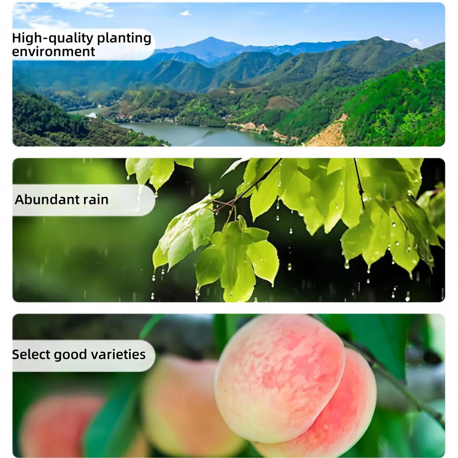 Freeze-Dried Peach Crisps | Pure Fruit Snacks, | Ideal for Outdoor Activities, Baking, Lunchbox & Travel Friendly | No Added Sugar Resealable Packaging (200 g)