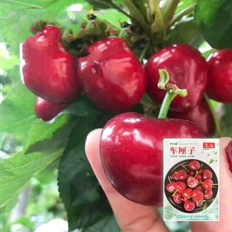 Cherry Seeds Fruit Tree Seeds Cherry Seeds