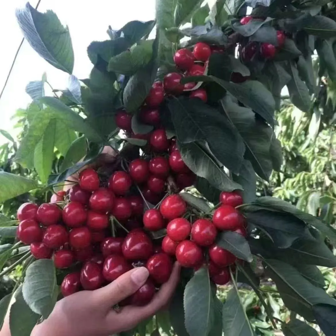 Cherry Seeds Fruit Tree Seeds Cherry Seeds