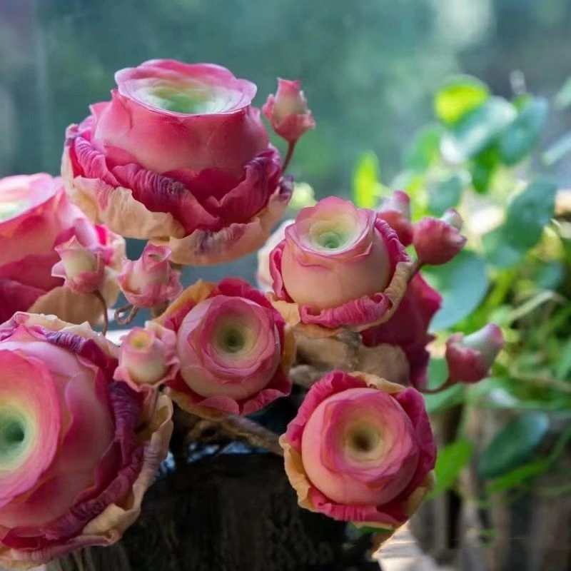 Mountain Rose Succulent Seeds Potted Flowers Easy To Feed