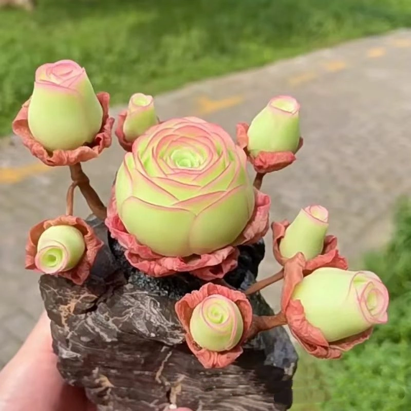Mountain Rose Succulent Seeds Potted Flowers Easy To Feed
