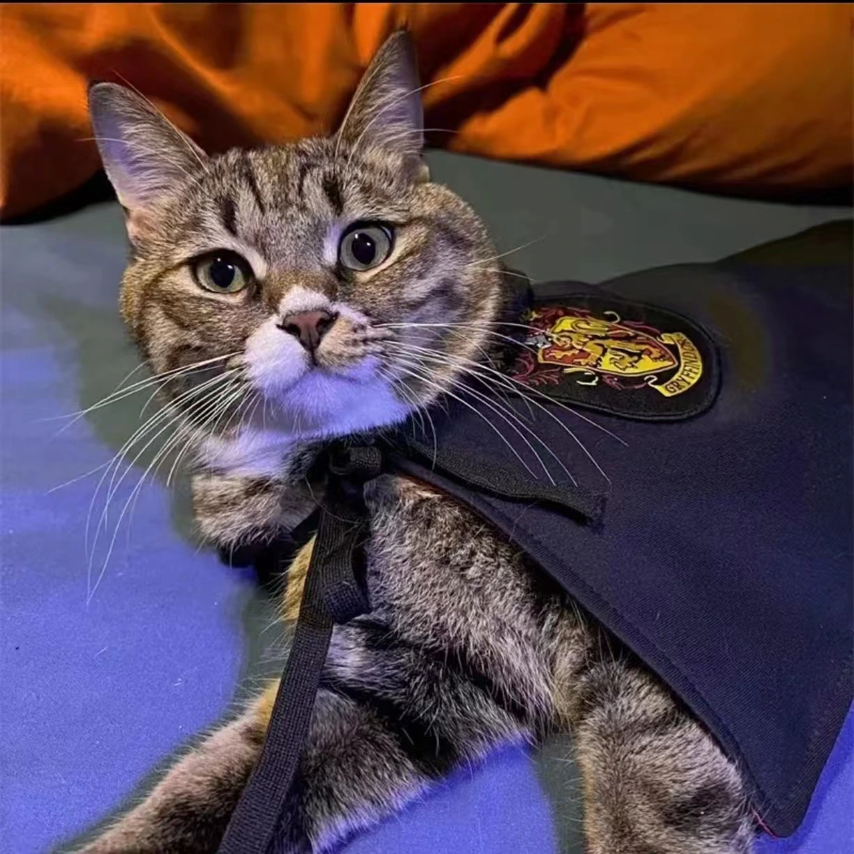 Pet Cat Dog Magic Harry Potter Glasses Small Cloak Robe Shawl College Internet Celebrity