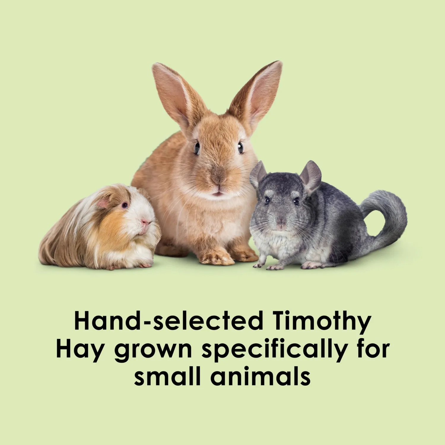 Kaytee Timothy Hay, High Fiber, Grown Specifically for Small Animals, Rabbits, Guinea Pigs, Chinchillas, 2 Pounds