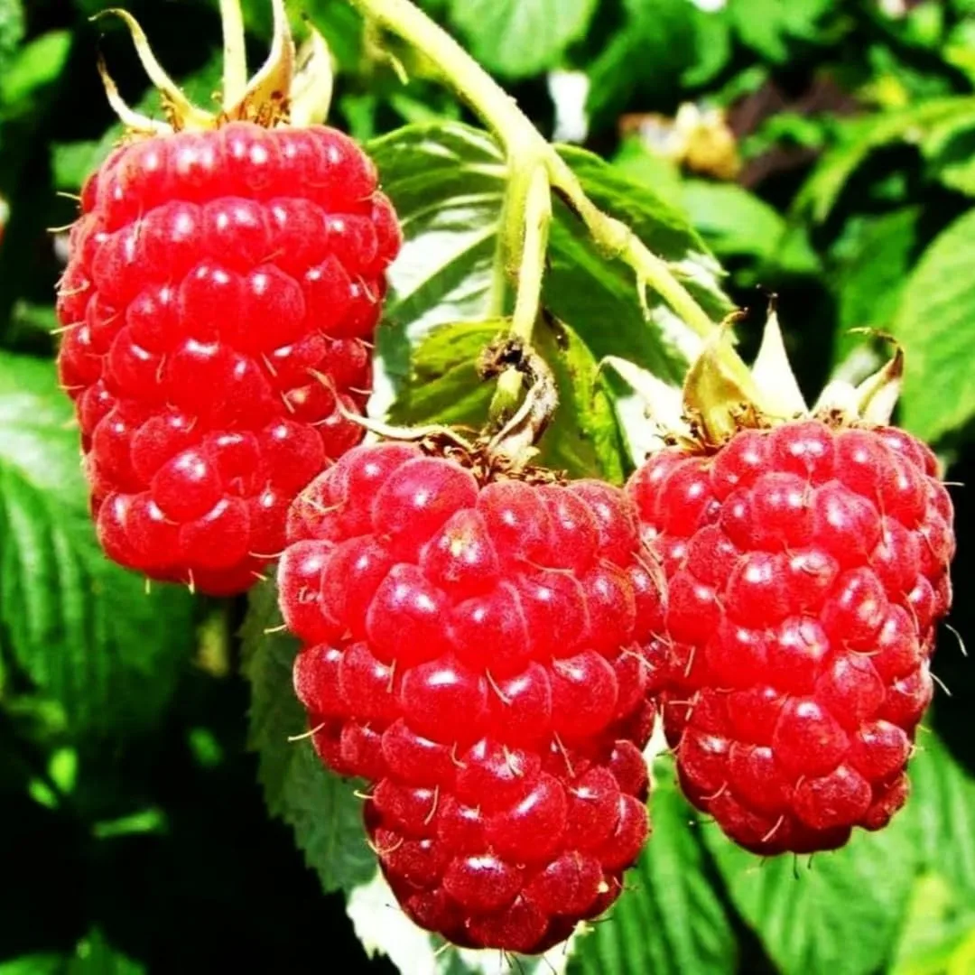 200pcs Red Raspberry Seeds – Non-GMO Sweet, Juicy Berry Plant – High-Germination Heirloom Variety for Garden Beds, Pots & Outdoor Growing