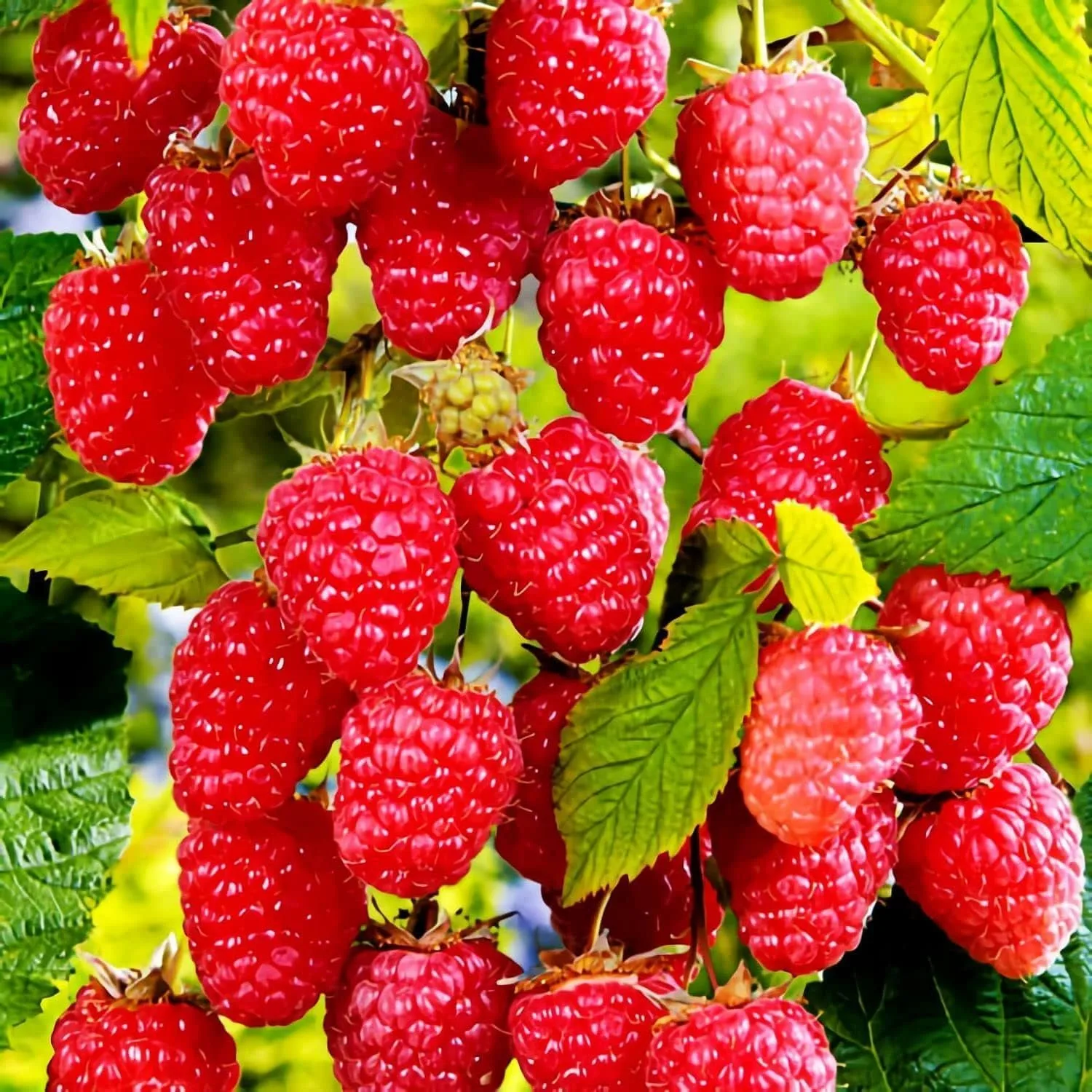 200pcs Red Raspberry Seeds – Non-GMO Sweet, Juicy Berry Plant – High-Germination Heirloom Variety for Garden Beds, Pots & Outdoor Growing