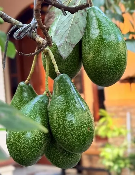 Mimosa Nursery- Brogden Avocado - Grafted Tree - 1 Feet Tall - Ship in Plastic Bag