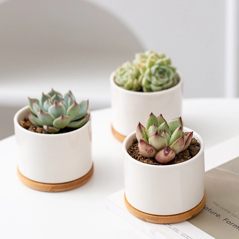 White Porcelain Succulent Pot Modern Home Gardening Ceramic