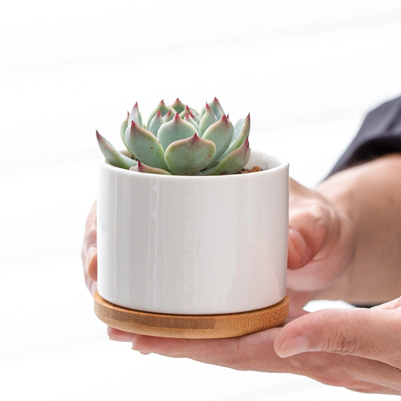 White Porcelain Succulent Pot Modern Home Gardening Ceramic